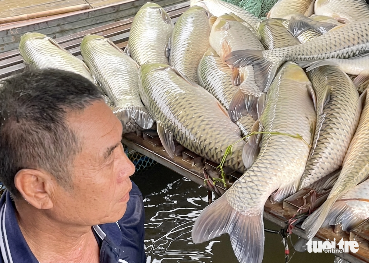 Vụ cá chết hàng loạt ở sông Lam: Nghệ An chỉ đạo rà soát nguồn thải - Ảnh 3.