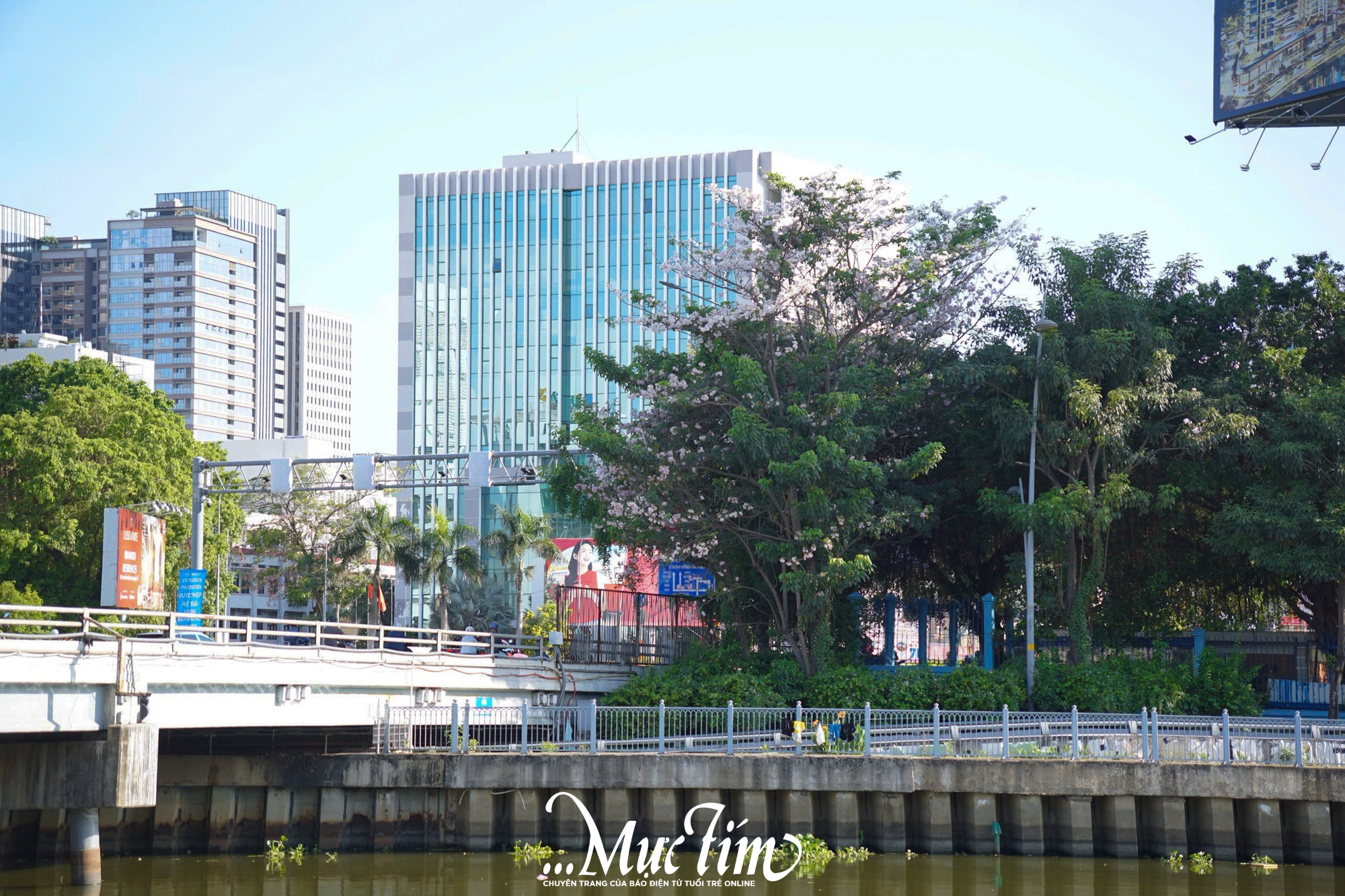 Hoa kèn hồng nở rộ lần hai trong năm tại TP.HCM- Ảnh 8. Hoa kèn hồng nở rộ lần hai trong năm tại TP.HCM- Ảnh 8.