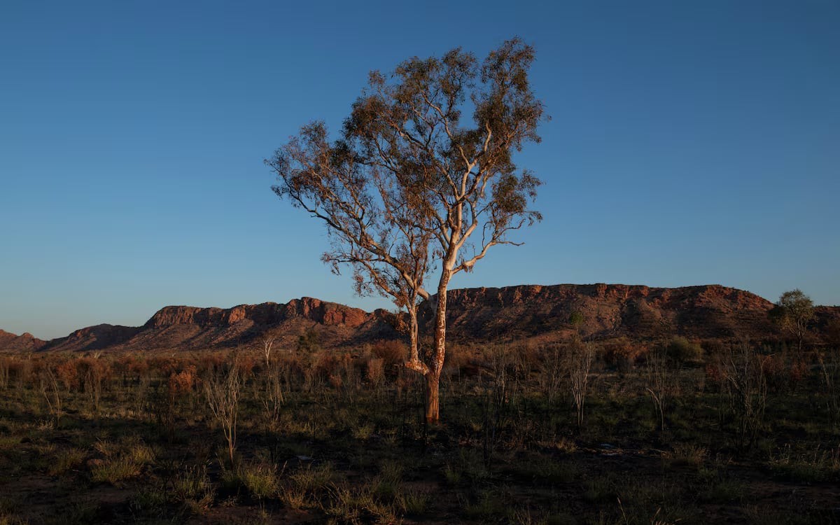 The punk and the bruiser: Invasive species thrive as global warming transforms the Mediterranean  - Ảnh 4.