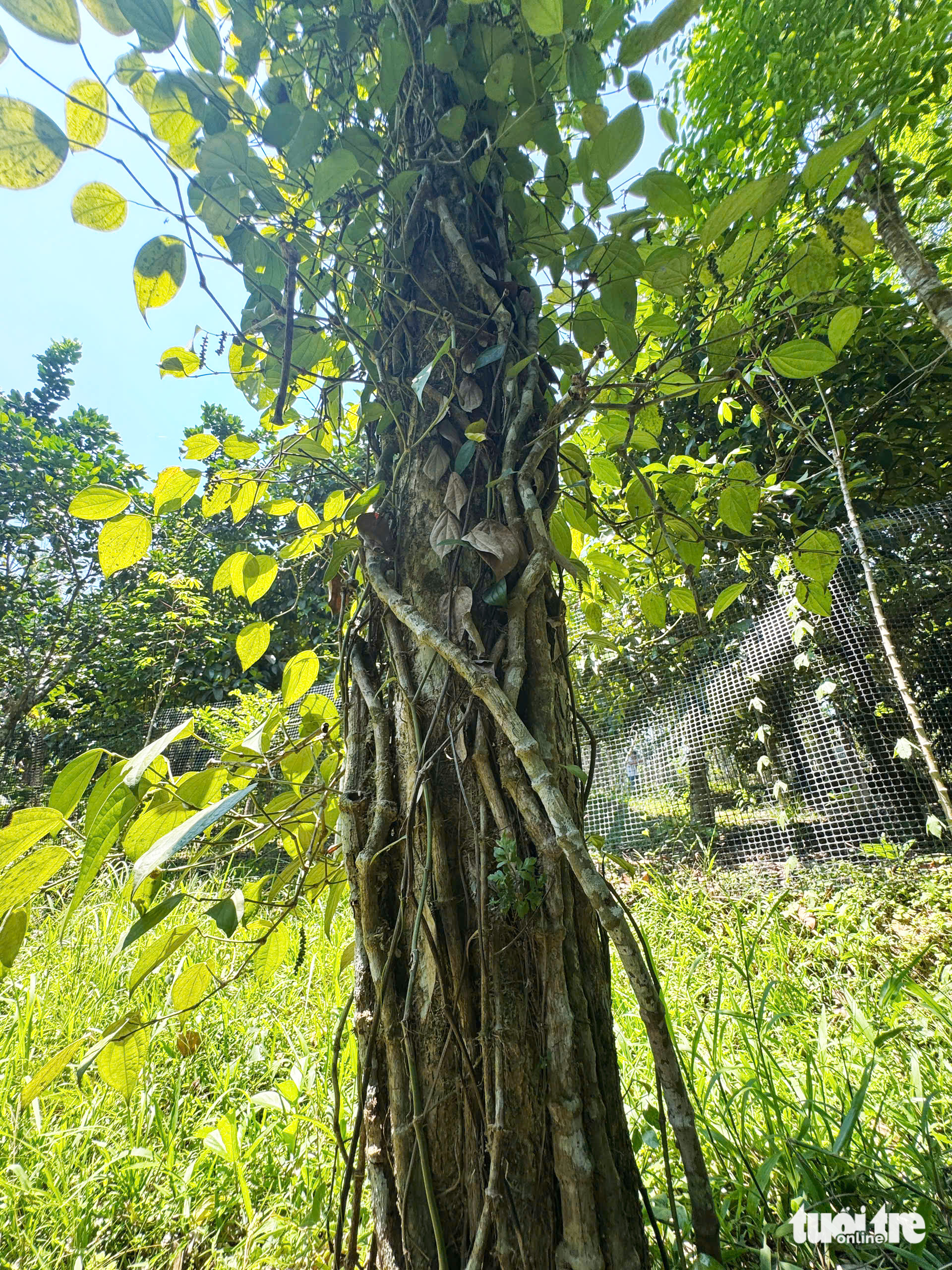 hồ tiêu - Ảnh 11.