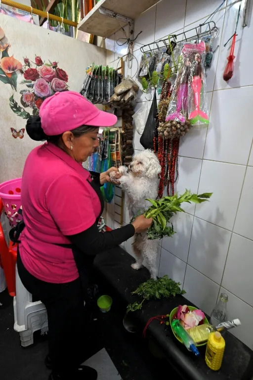 Cleaning the chakras of Ecuador's cats and dogs - Ảnh 1.
