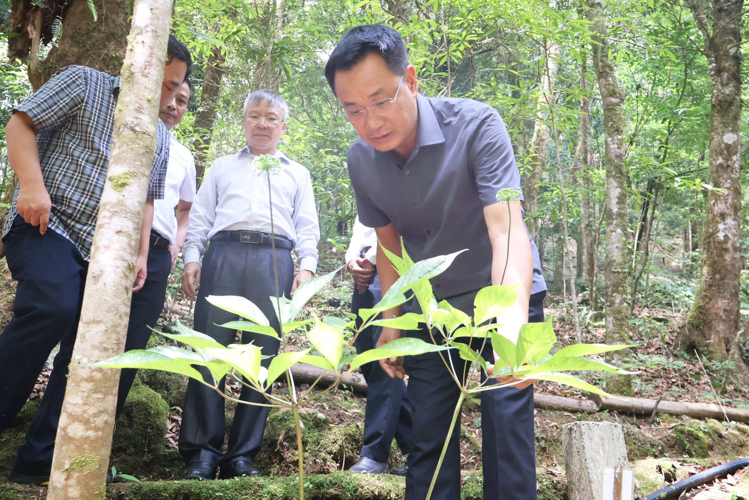 Lễ hội sâm Ngọc Linh - Ảnh 3.