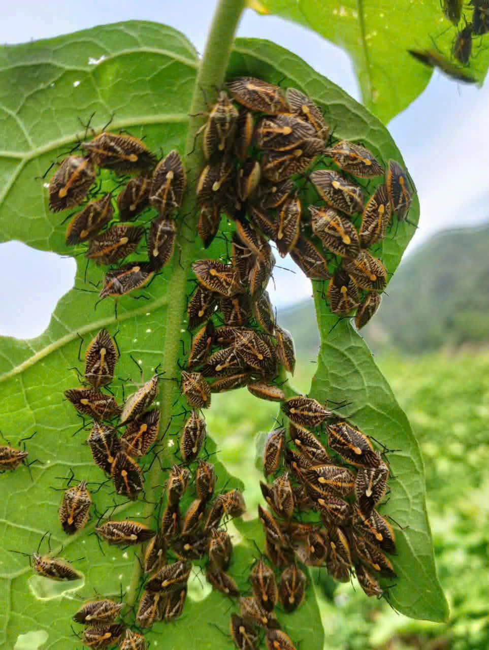 bọ xít - Ảnh 2.