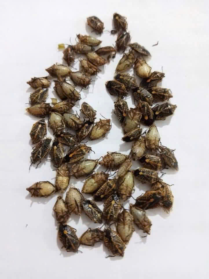 bọ xít - Ảnh 1.