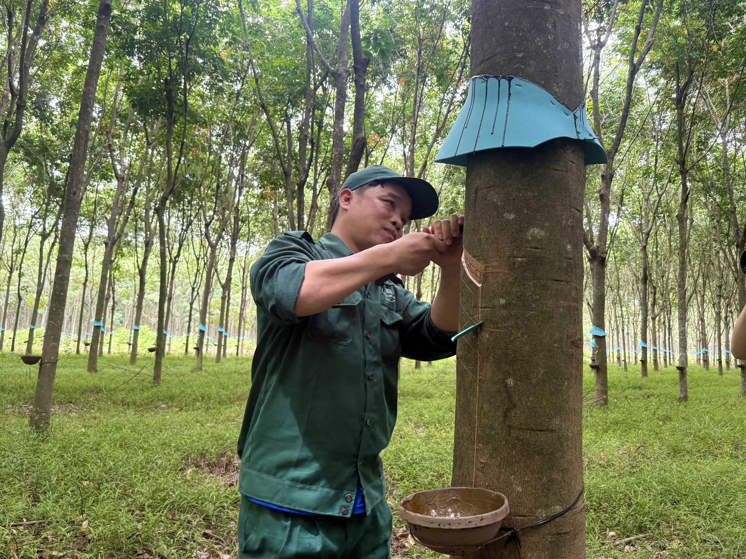 Công ty Cổ phần Cao su Tây Ninh - Ảnh 1.