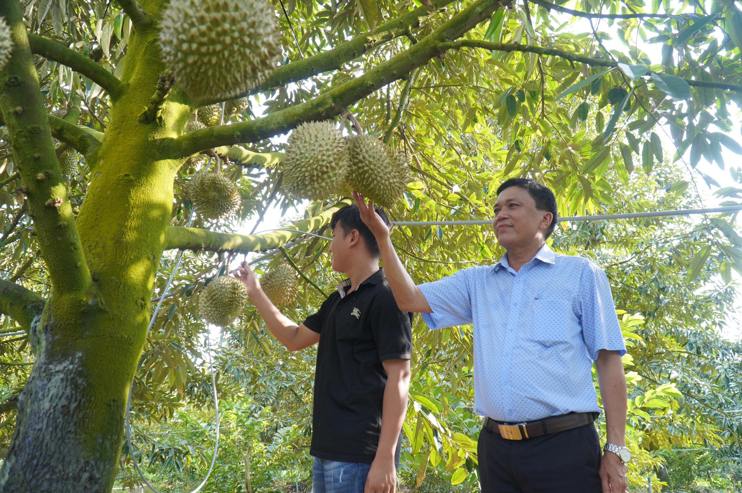 sầu riêng - Ảnh 2.