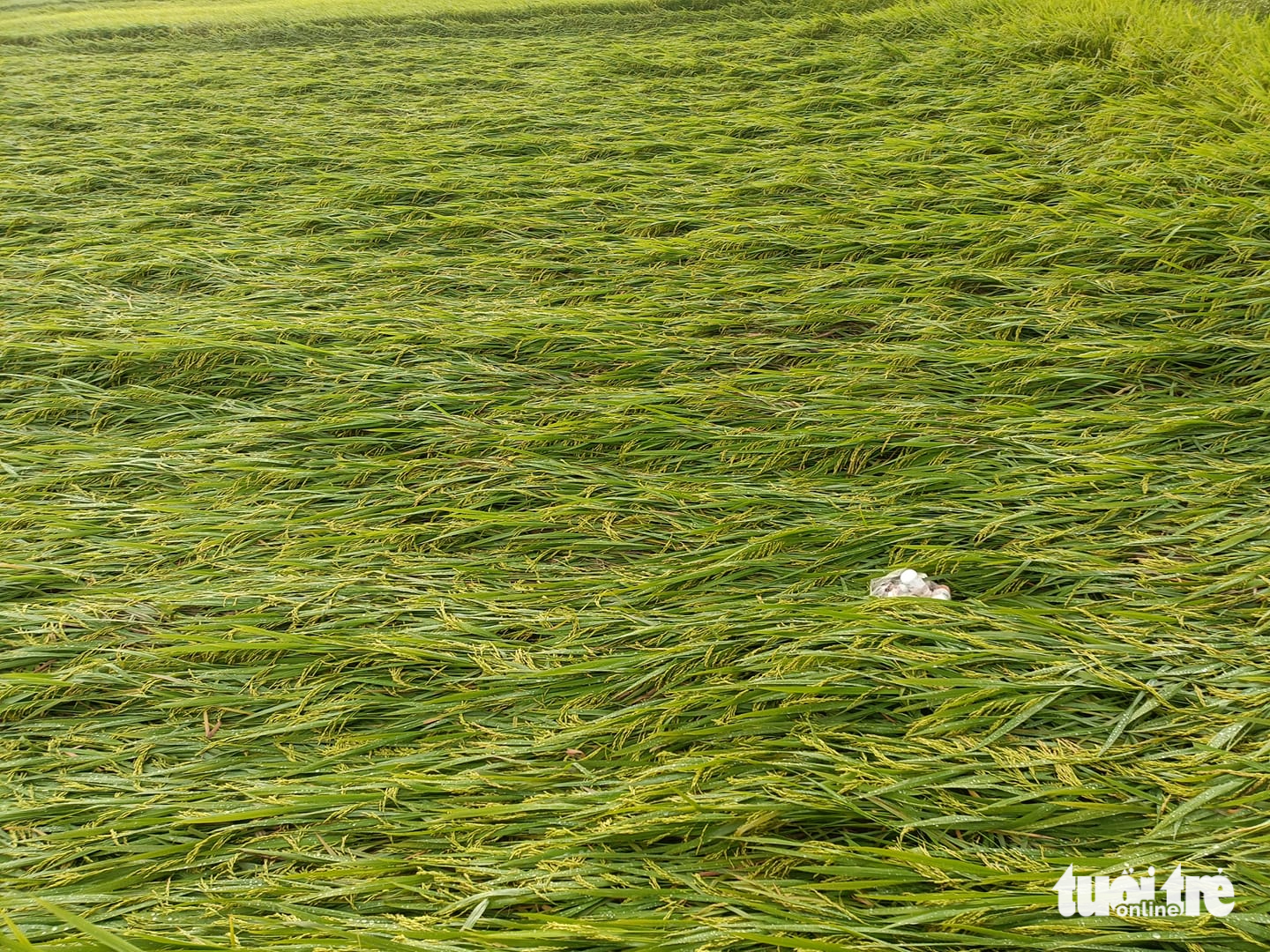Hailstorm hits Vietnam’s Nghe An- Ảnh 4.