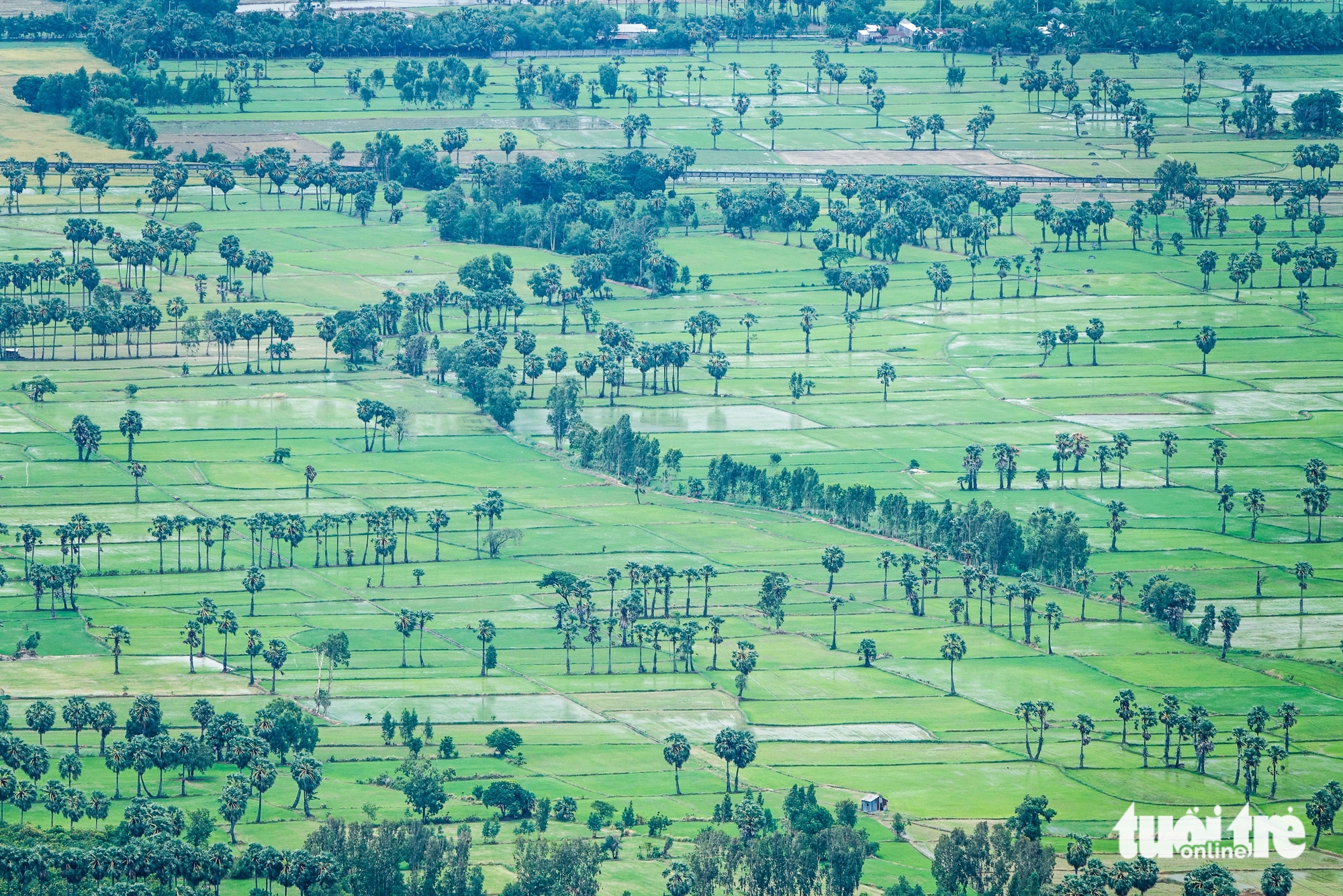 Thốt nốt - Ảnh 5.