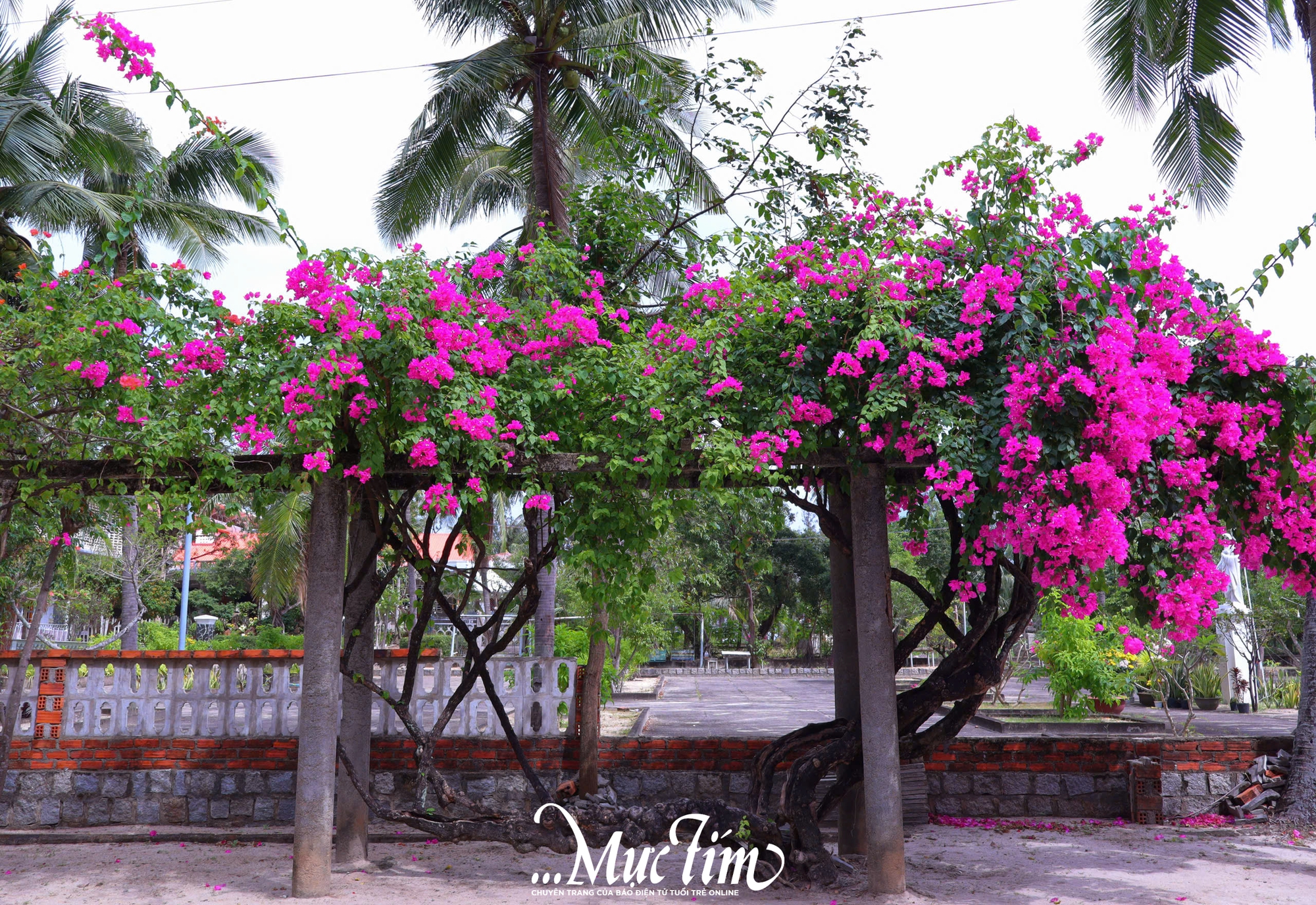 Mùa hè vi vu phố biển Quy Nhơn (Gia Lai) nên đi đâu?- Ảnh 7.