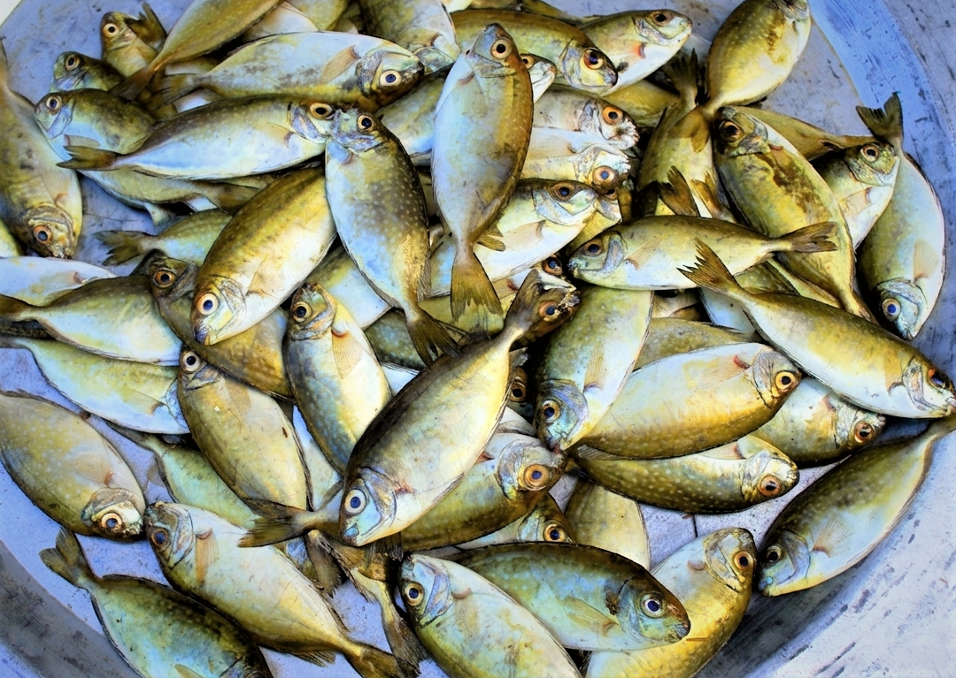 cá kình - Ảnh 4.