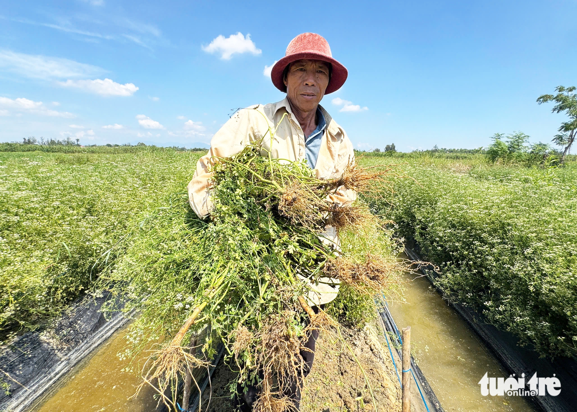 Đồng 'lá thơm' ở Đà Nẵng mùa thu hoạch, từ đầu làng cuối xóm ngát hương - Ảnh 1.