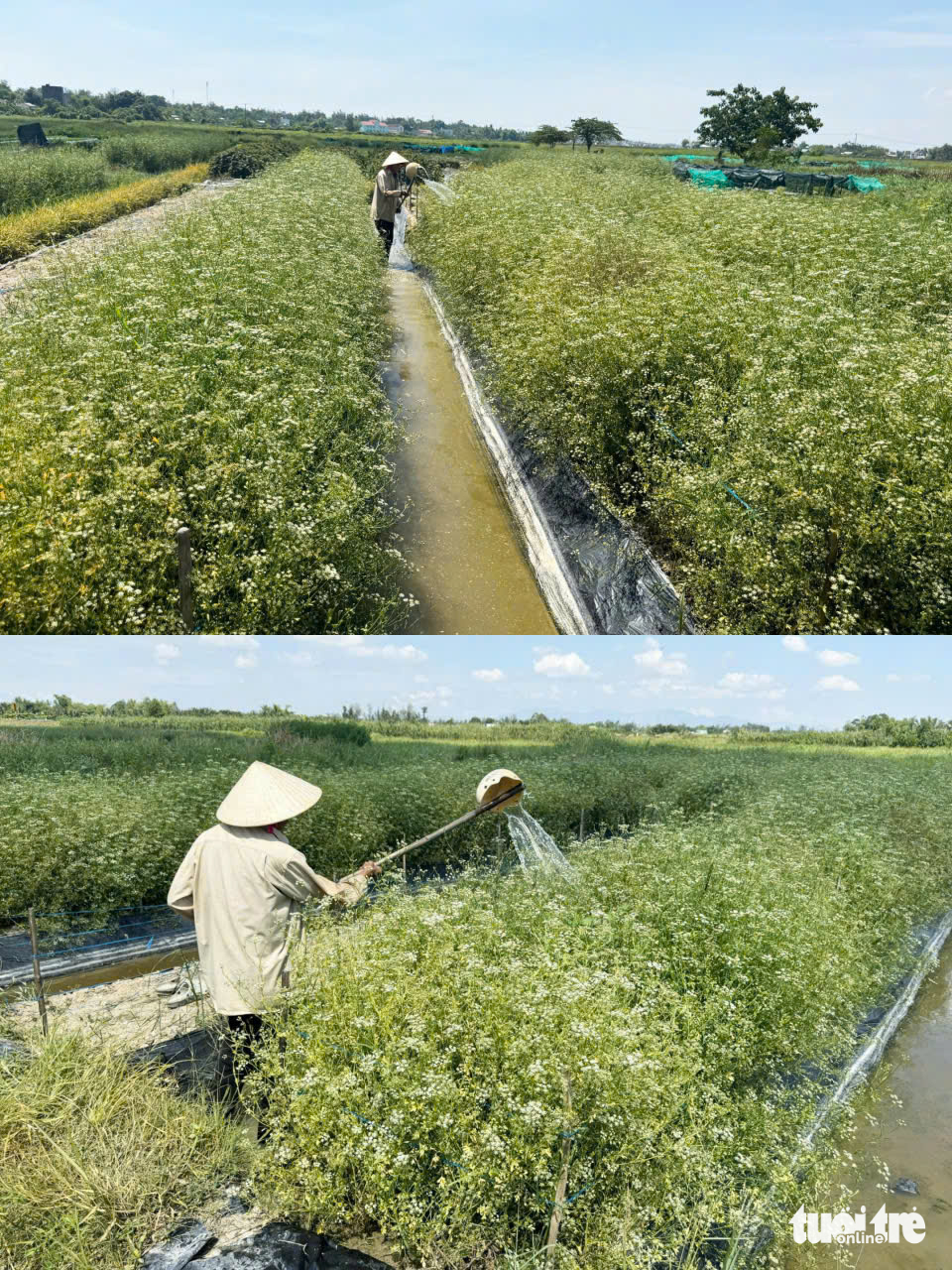 lá mùng Năm - Ảnh 12.