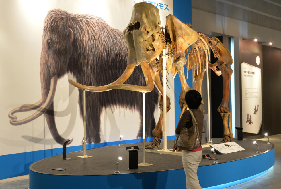 Woolly mammoth among trove of ancient DNA found in squirrel poo - Ảnh 2.