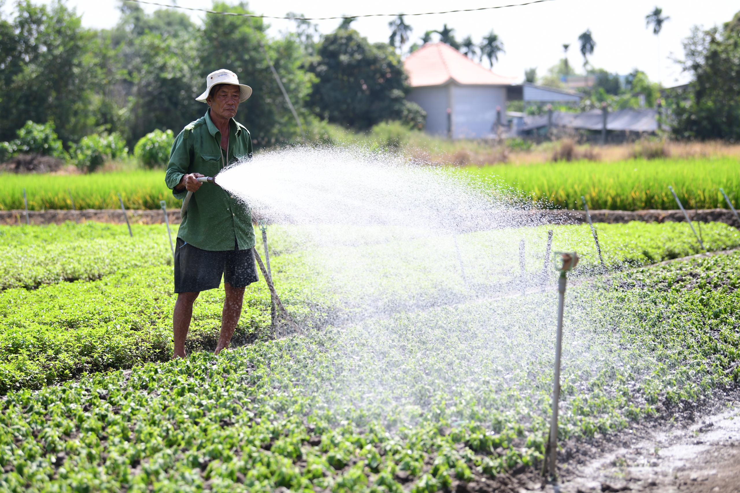 Dạy nhà nông nghệ thuật đặt câu hỏi cho AI - Ảnh 1.