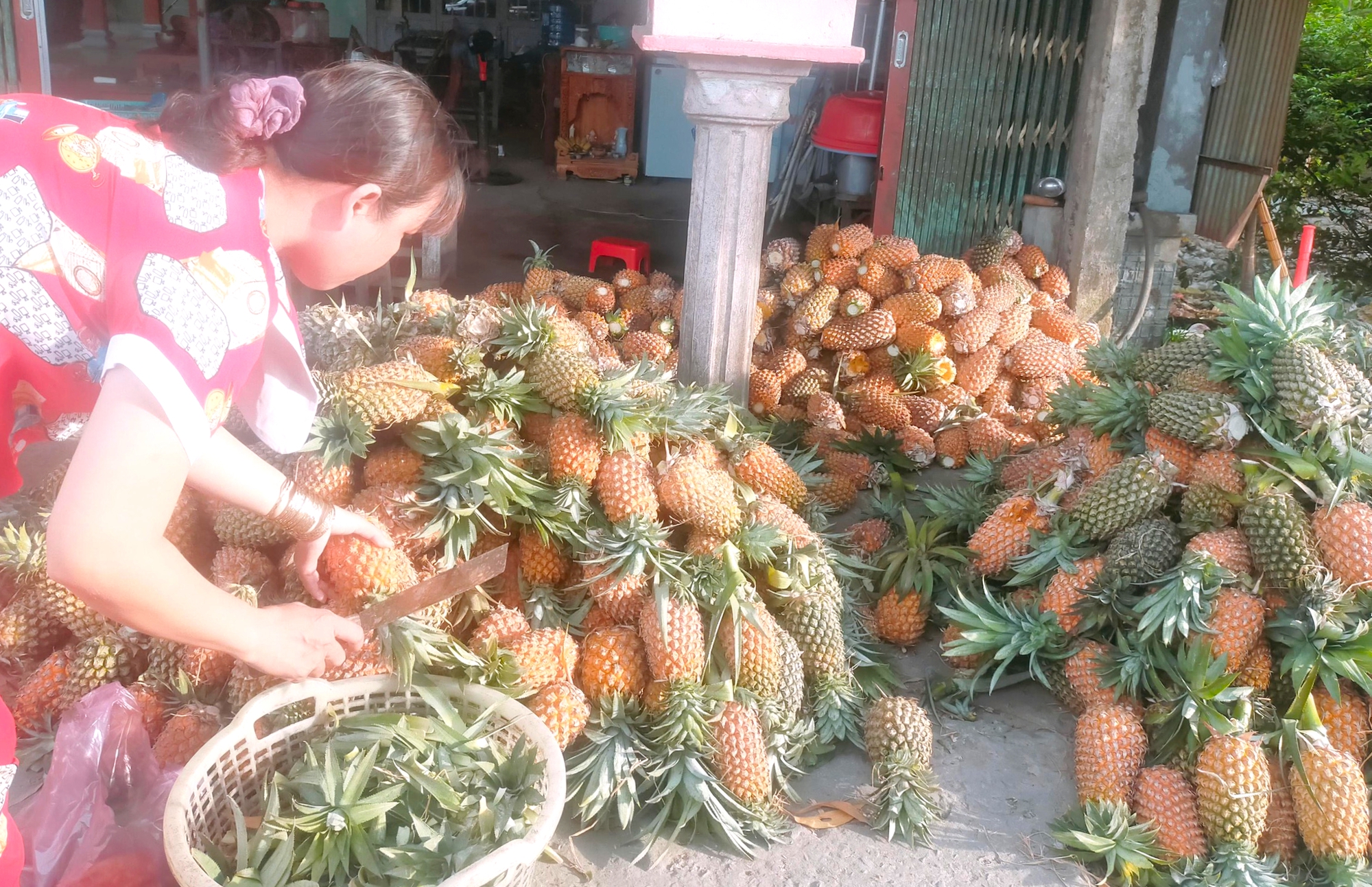 Giá khóm vùng Đồng Tháp Mười chỉ còn 4.500 đồng mỗi ký - Ảnh 1.