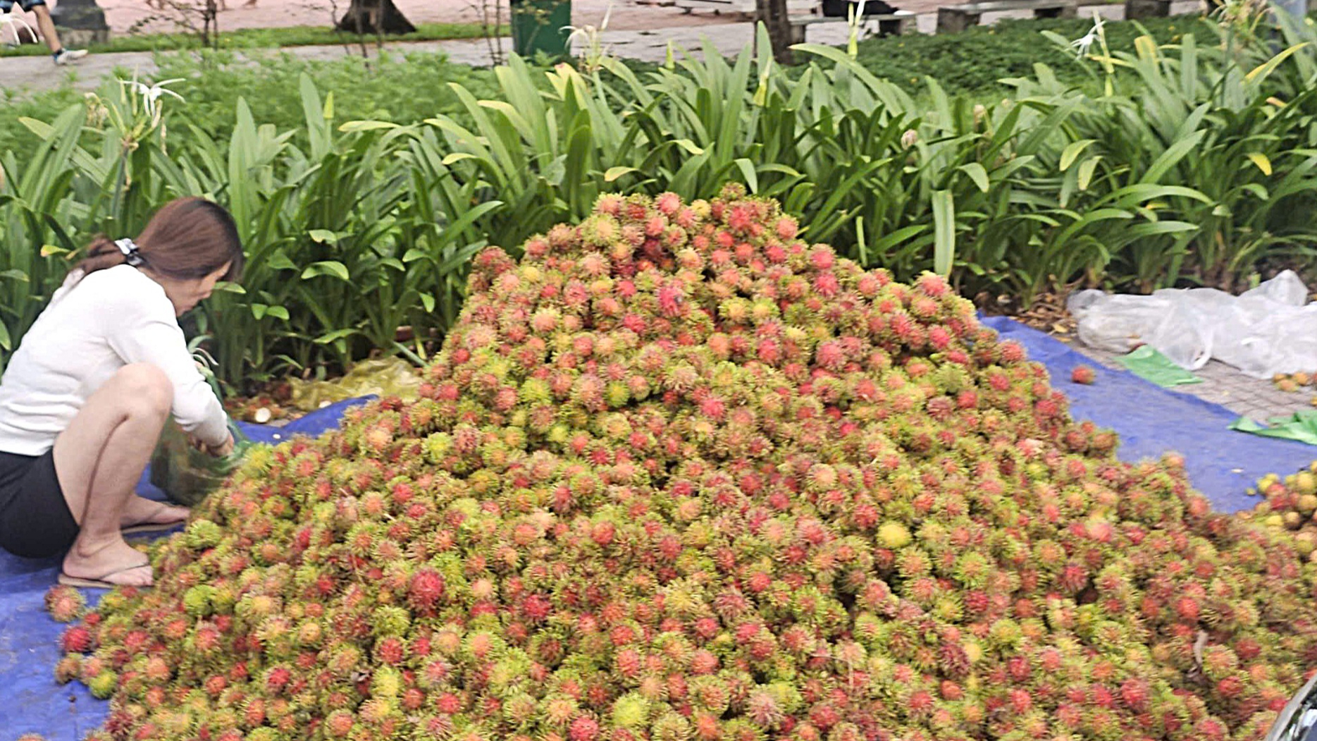 trái cây - Ảnh 1.