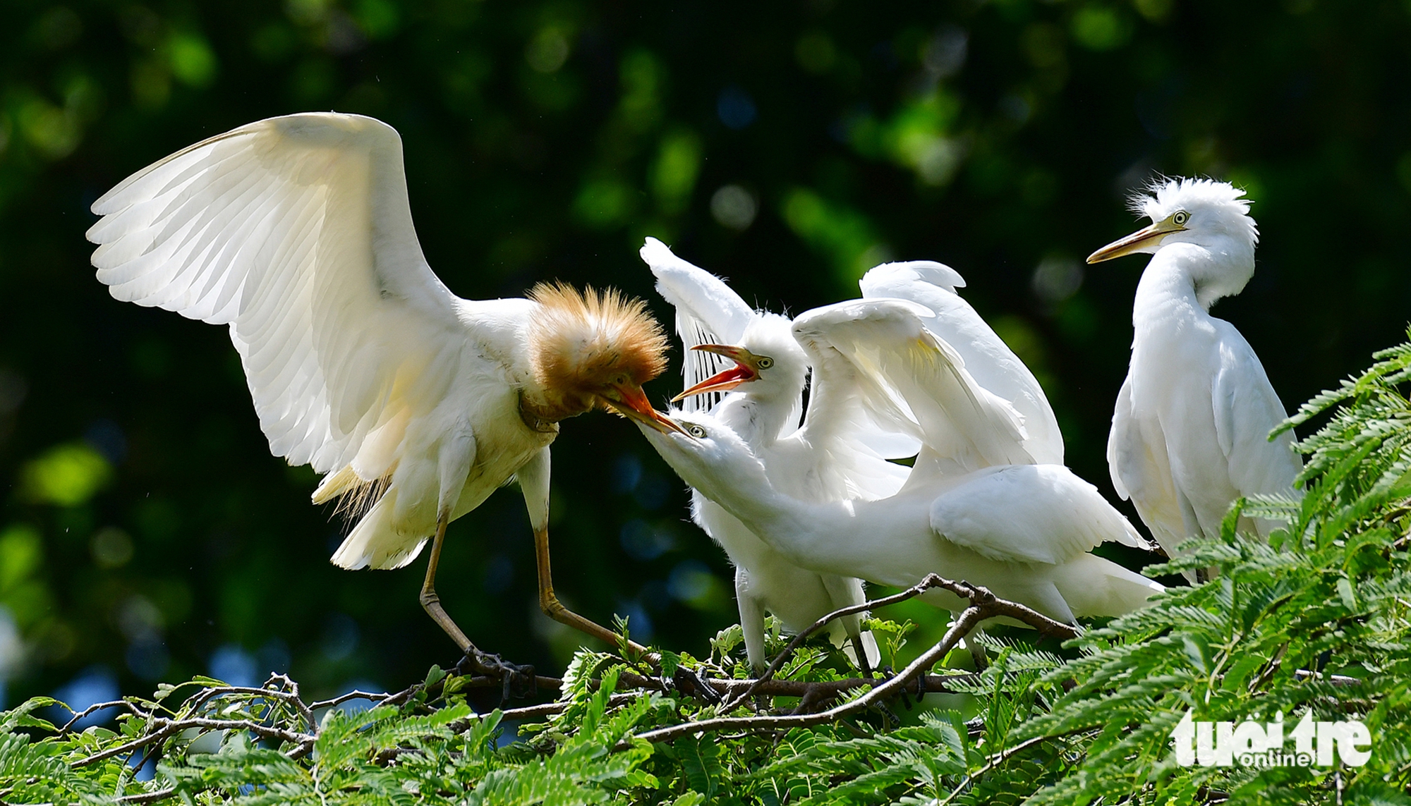 Cò trắng về chùa Hang, hàng ngàn con phủ kín tán cây ở Vĩnh Long Cò trắng về chùa Hang, hàng ngàn con phủ kín tán cây ở Vĩnh Long - Ảnh 4.