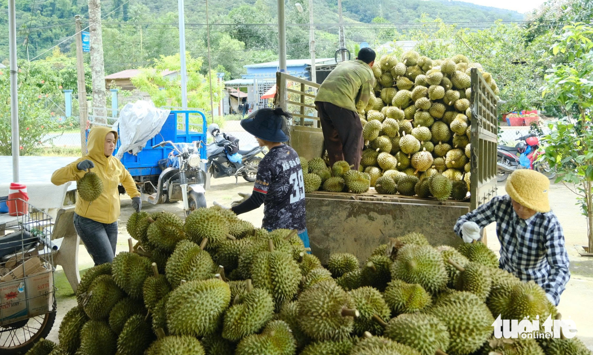 Lâm Đồng chấn chỉnh tình trạng mua bán, cho mượn mã số vùng trồng sầu riêng - Ảnh 1.