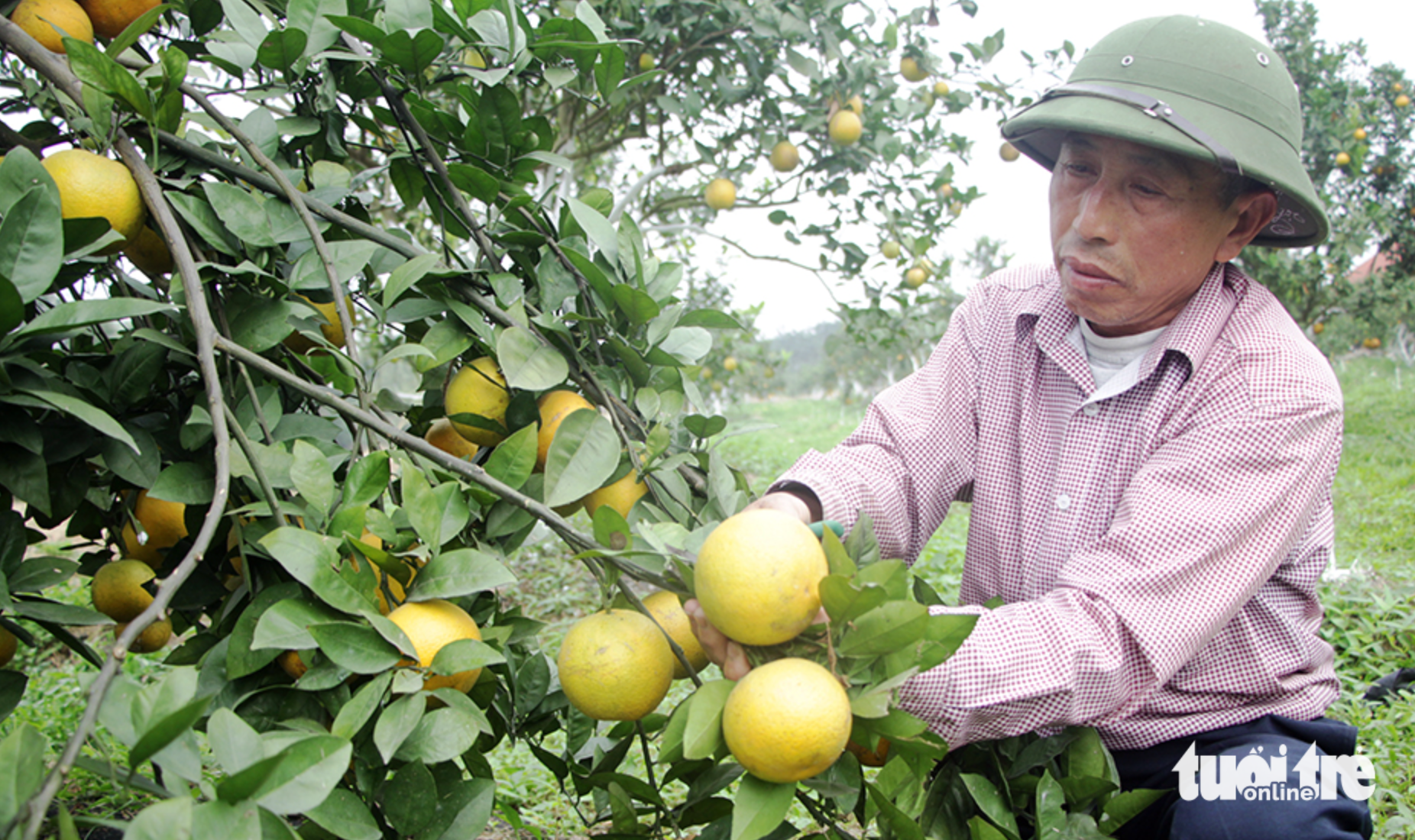 cam Vinh - Ảnh 1.