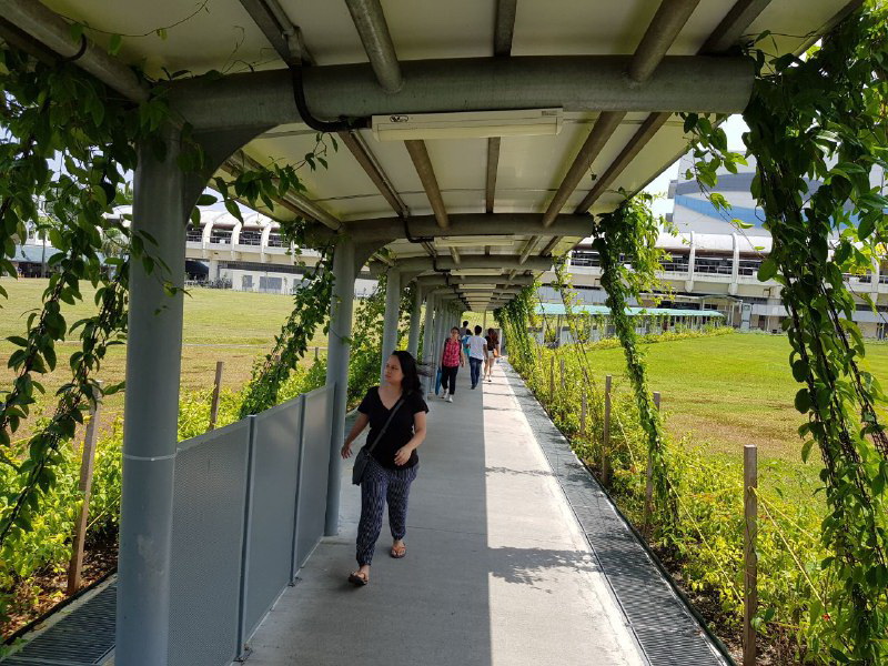 How Singapore’s covered walkways could help shape Ho Chi Minh City’s public transportation future- Ảnh 1.