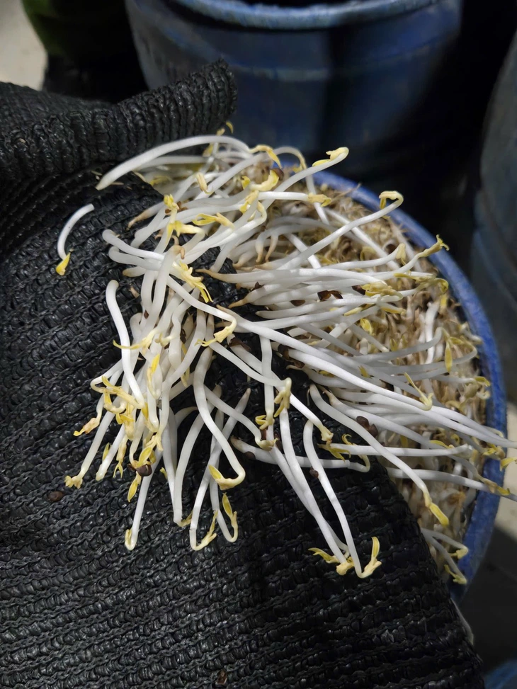 Ho Chi Minh City police arrest 4 for allegedly producing over 1,000 tonnes of bean sprouts with banned chemical - Ảnh 2.