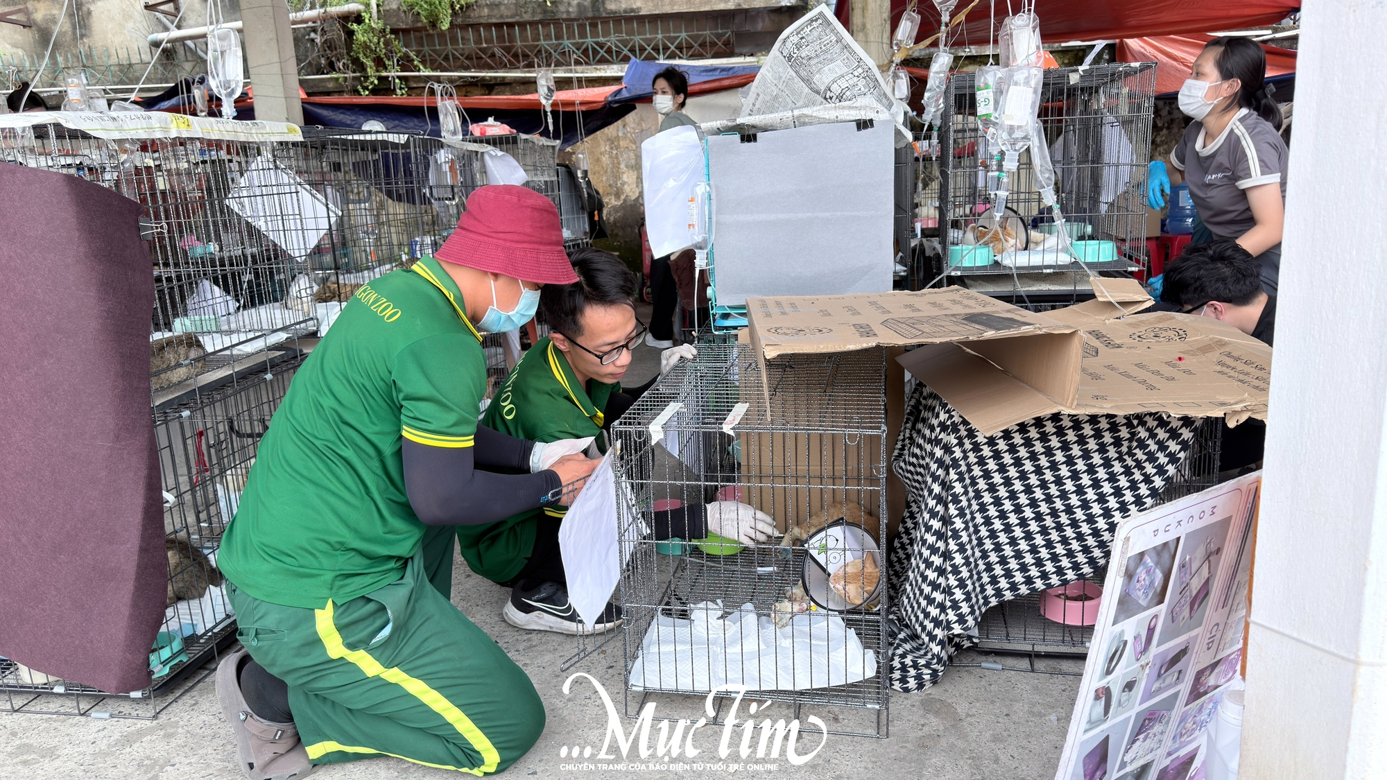 Phía sau hành trình chăm sóc hơn 400 chú mèo được giải cứu- Ảnh 1.