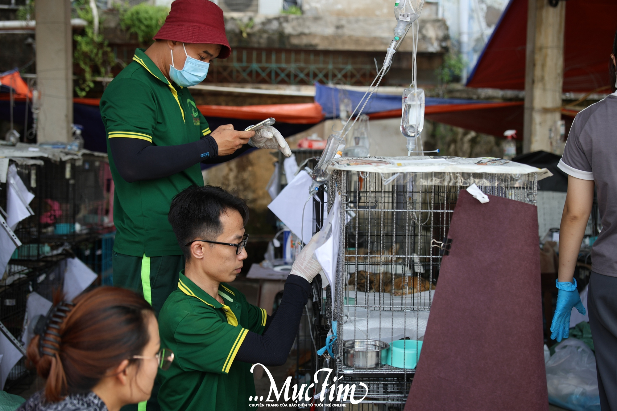 Phía sau hành trình chăm sóc hơn 400 chú mèo được giải cứu- Ảnh 7.