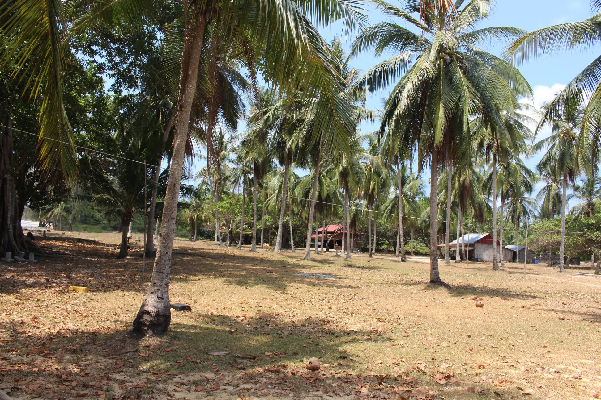 Chuyện chưa kể sau trang báo - Kỳ 2: Ra đảo Koh Tang tìm dấu 500 đồng bào bị thảm sát - Ảnh 2.