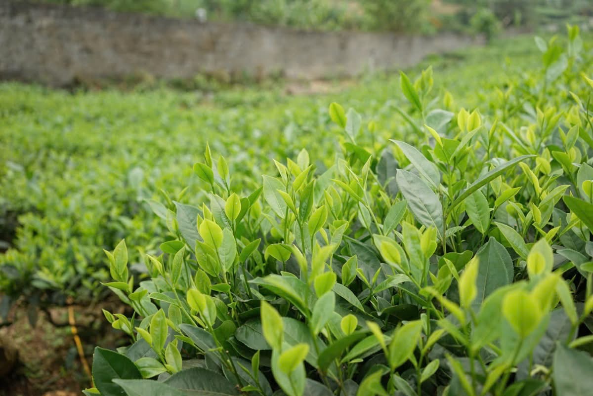 Những ai cần cẩn thận khi uống trà? - Ảnh 1.