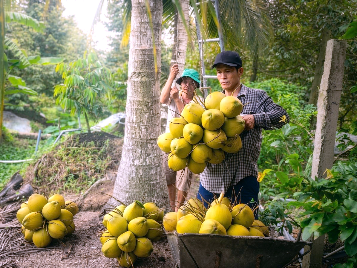 Nhiều loại trái cây ở miền Tây giảm giá mạnh, nhà vườn buồn hiu - Ảnh 1.
