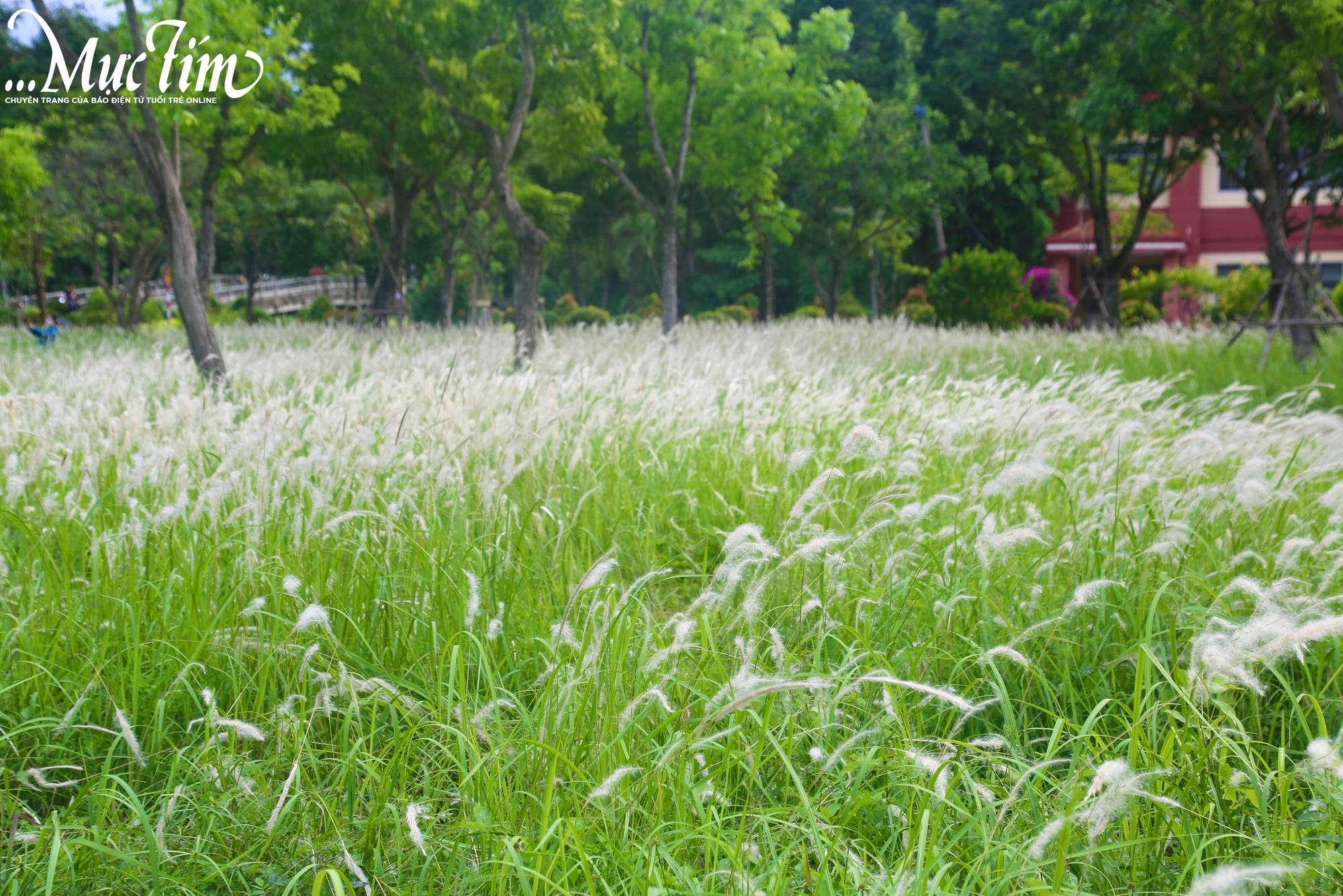 Bạn trẻ 'săn' ảnh đẹp giữa cánh đồng cỏ lau trắng ở Gò Vấp- Ảnh 2.