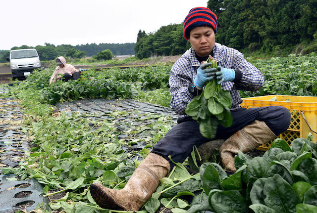 Japan, Thailand ink memorandum on new foreign worker program- Ảnh 1.