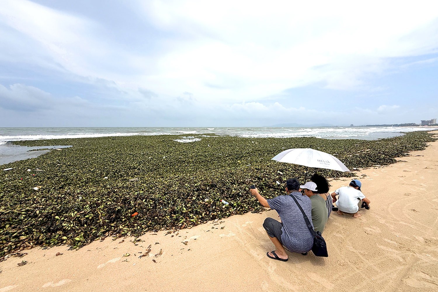 Gallery - Water hyacinths, marine debris overwhelm tourist beaches in Ho Chi Minh City - image 1