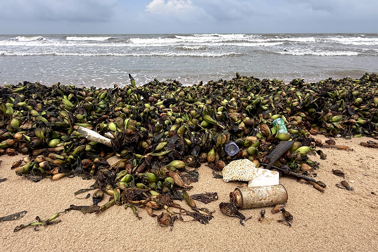 Gallery - Water hyacinths, marine debris overwhelm tourist beaches in Ho Chi Minh City - image 3