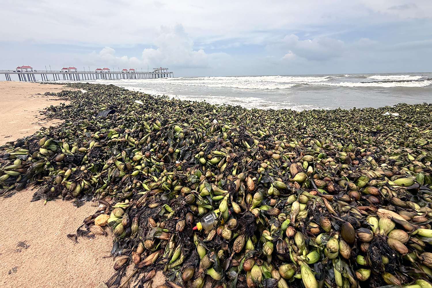 Gallery - Water hyacinths, marine debris overwhelm tourist beaches in Ho Chi Minh City - image 5