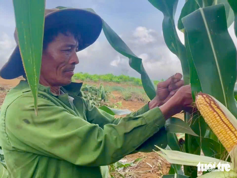 bắp sinh khối - Ảnh 2.