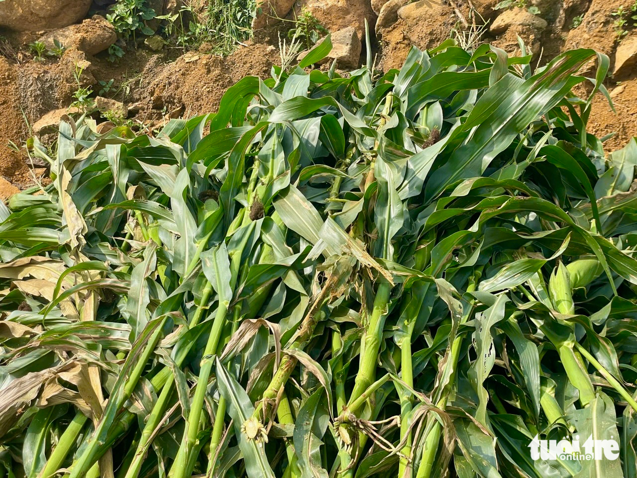 bắp sinh khối - Ảnh 3.