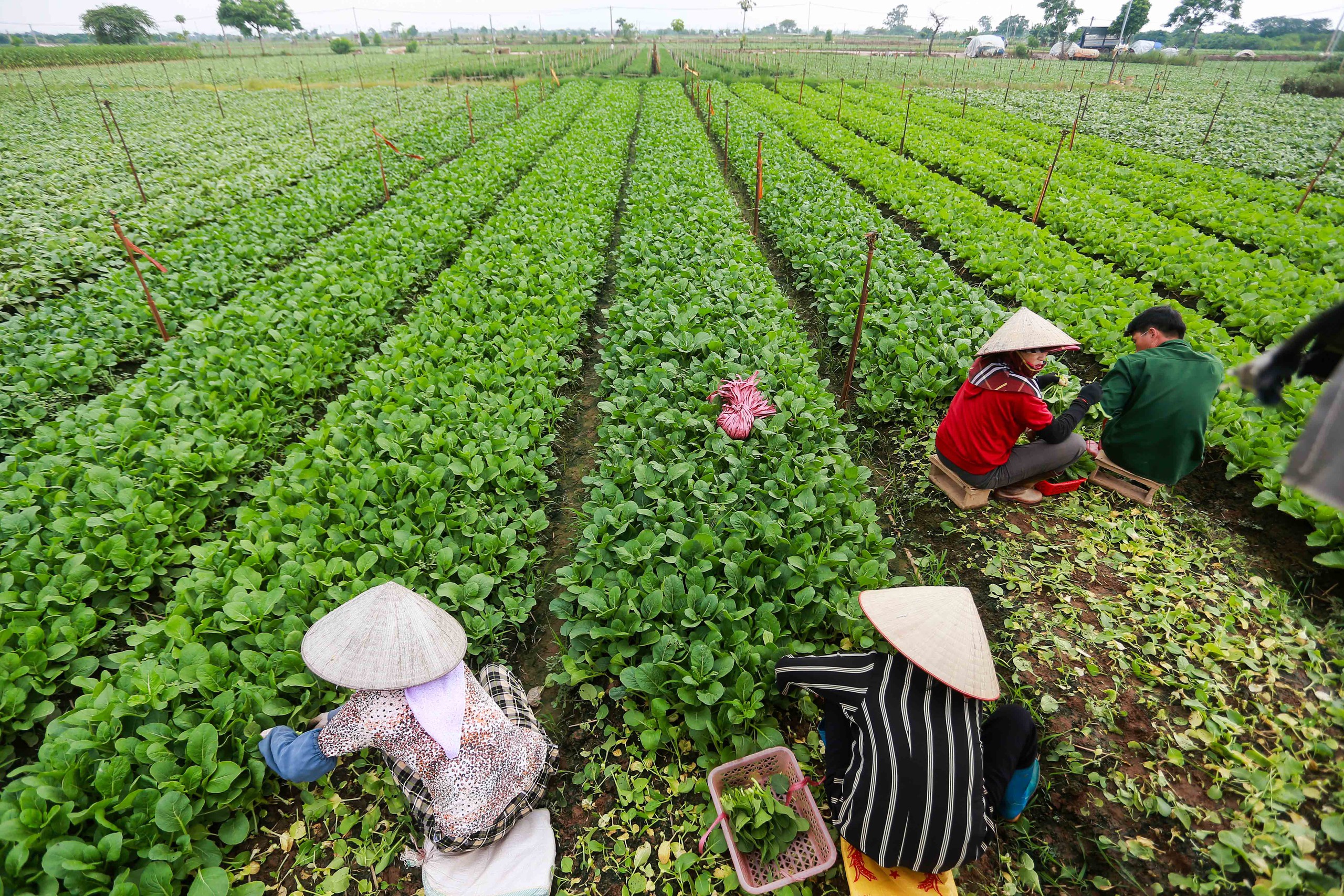 Việt Nam sắp có thêm tiêu chuẩn rau an toàn, nhưng không thay thế VietGAP - Ảnh 5.