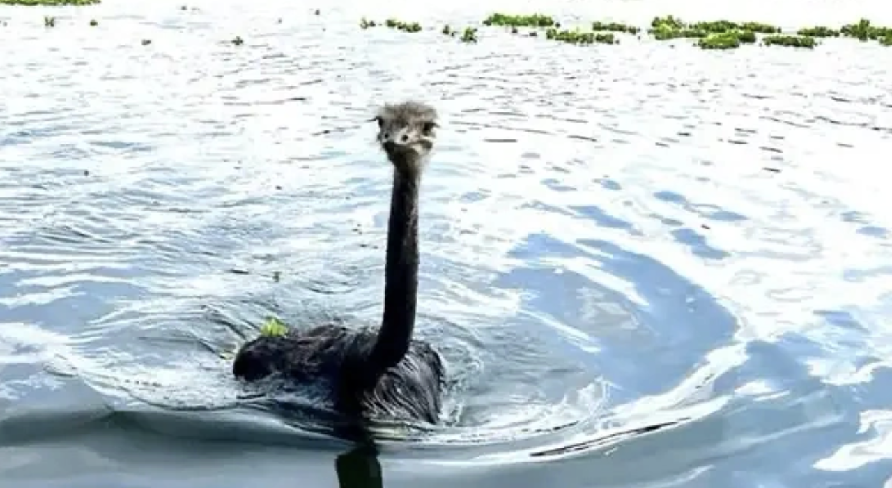 Có thật 'quái vật hồ Loch Ness' xuất hiện trong lũ ở Trung Quốc? - Ảnh 1.