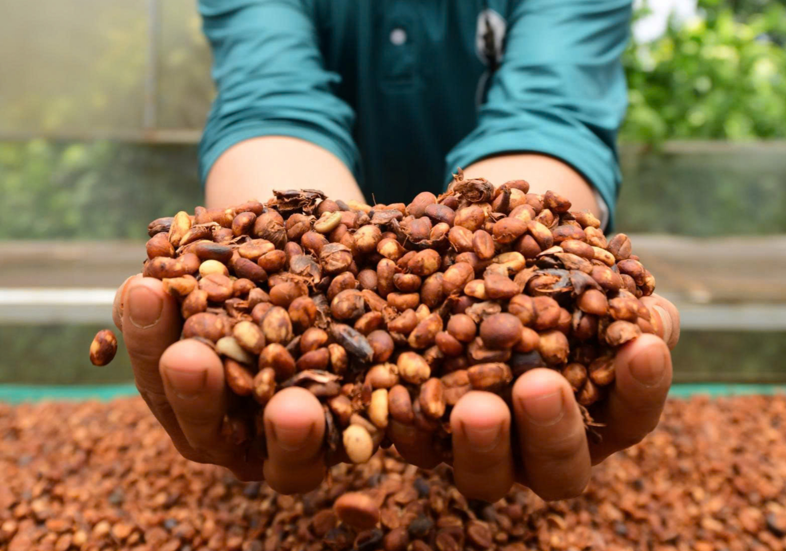 Thị trường TP.HCM ngày 11-7: Giá cà phê khép lại tuần giao dịch biến động bằng phiên giảm giá - Ảnh 1.