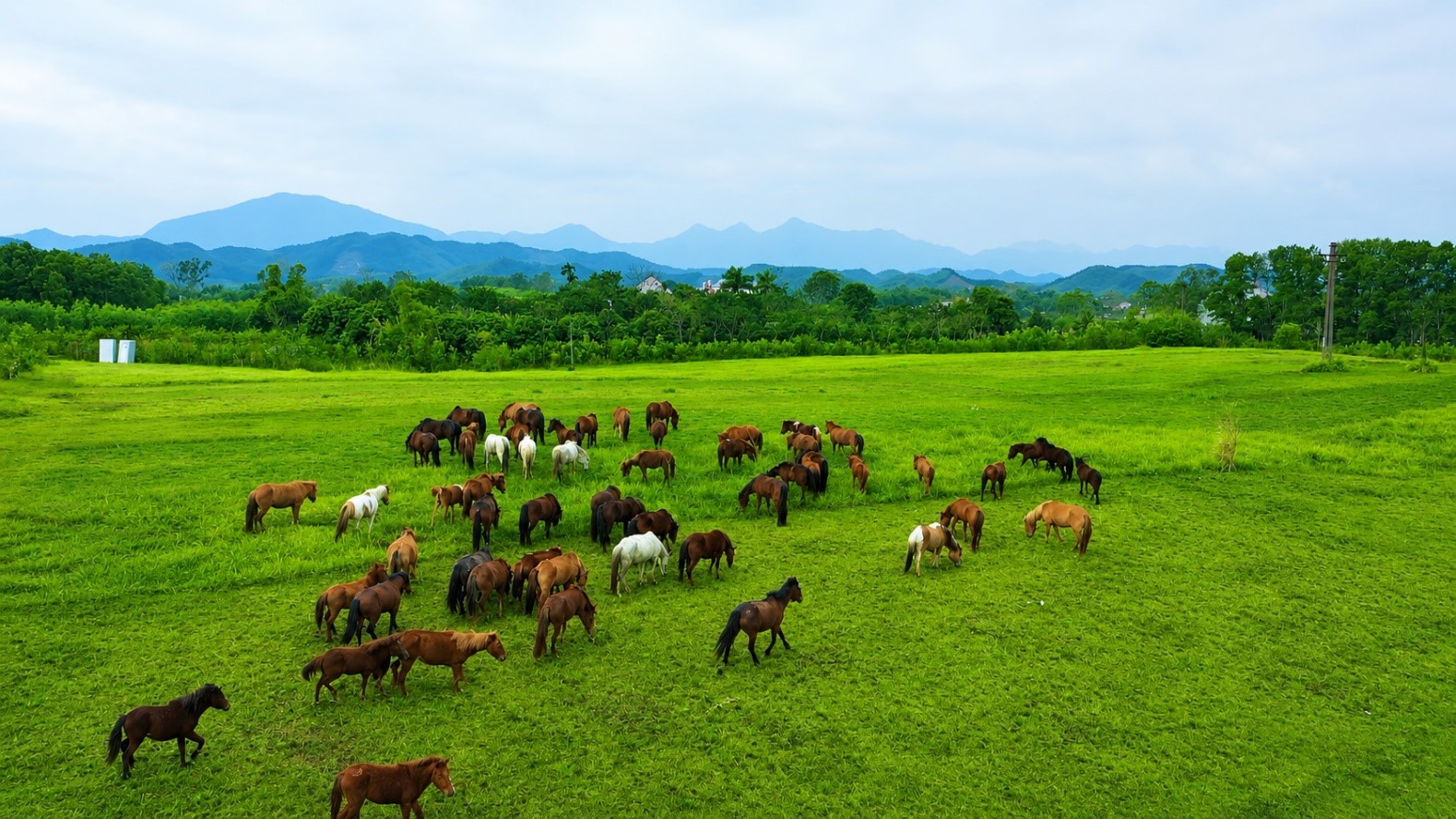 20 chiến mã Mông Cổ sau 6 năm đồng hành cùng Cảnh sát cơ động Kỵ binh Việt Nam - Ảnh 7.