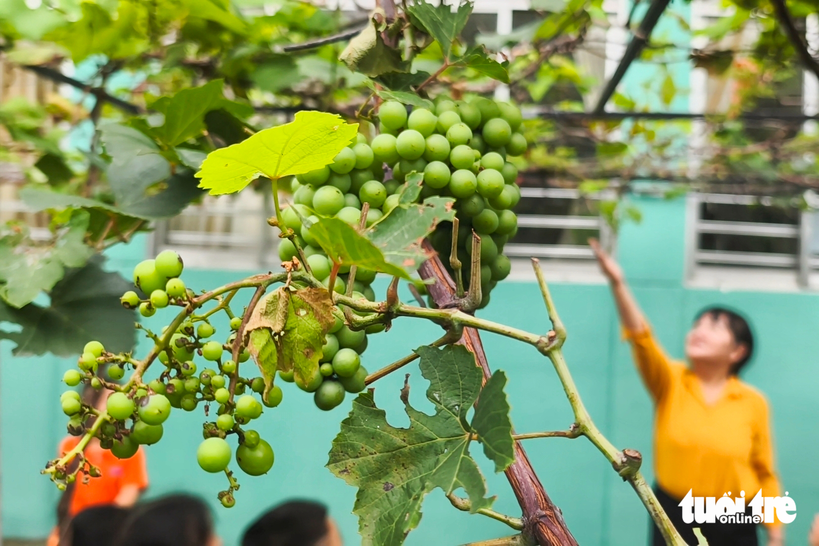 Cô trò trường mầm non ở TP.HCM thích thú với giàn bầu hồ lô trăm trái - Ảnh 5.