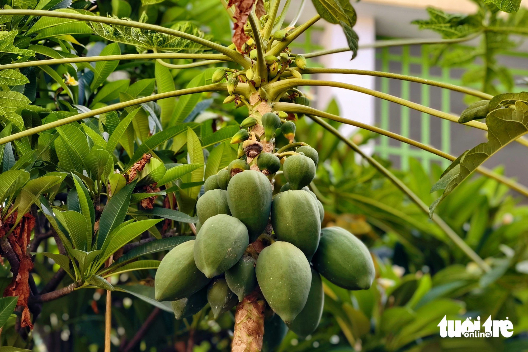 Cô trò trường mầm non ở TP.HCM thích thú với giàn bầu hồ lô trăm trái - Ảnh 7.