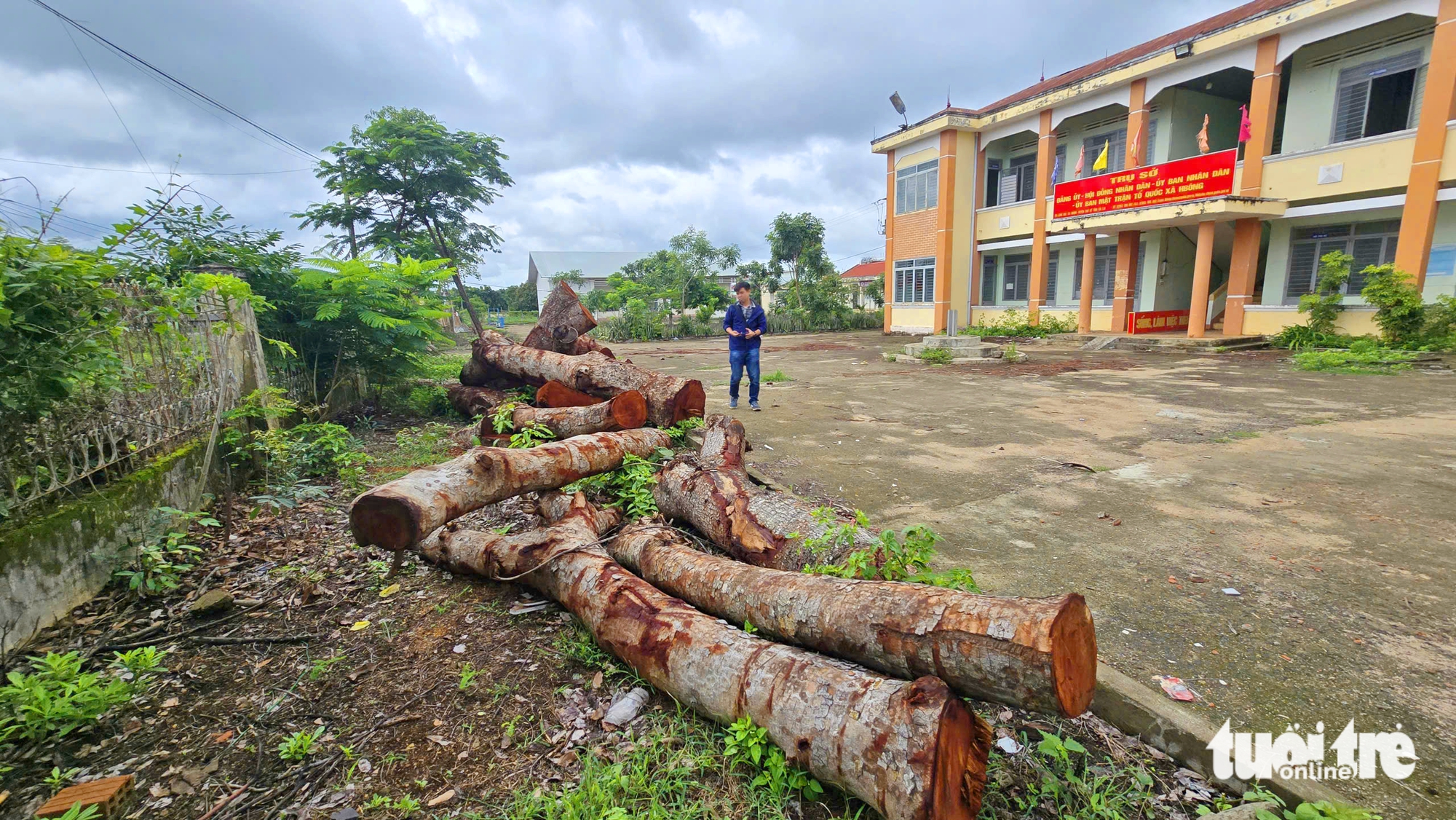 Nhiều cây xà cừ, phượng trong trụ sở xã cũ tại Gia Lai bị cưa hạ không rõ lý do - Ảnh 2.