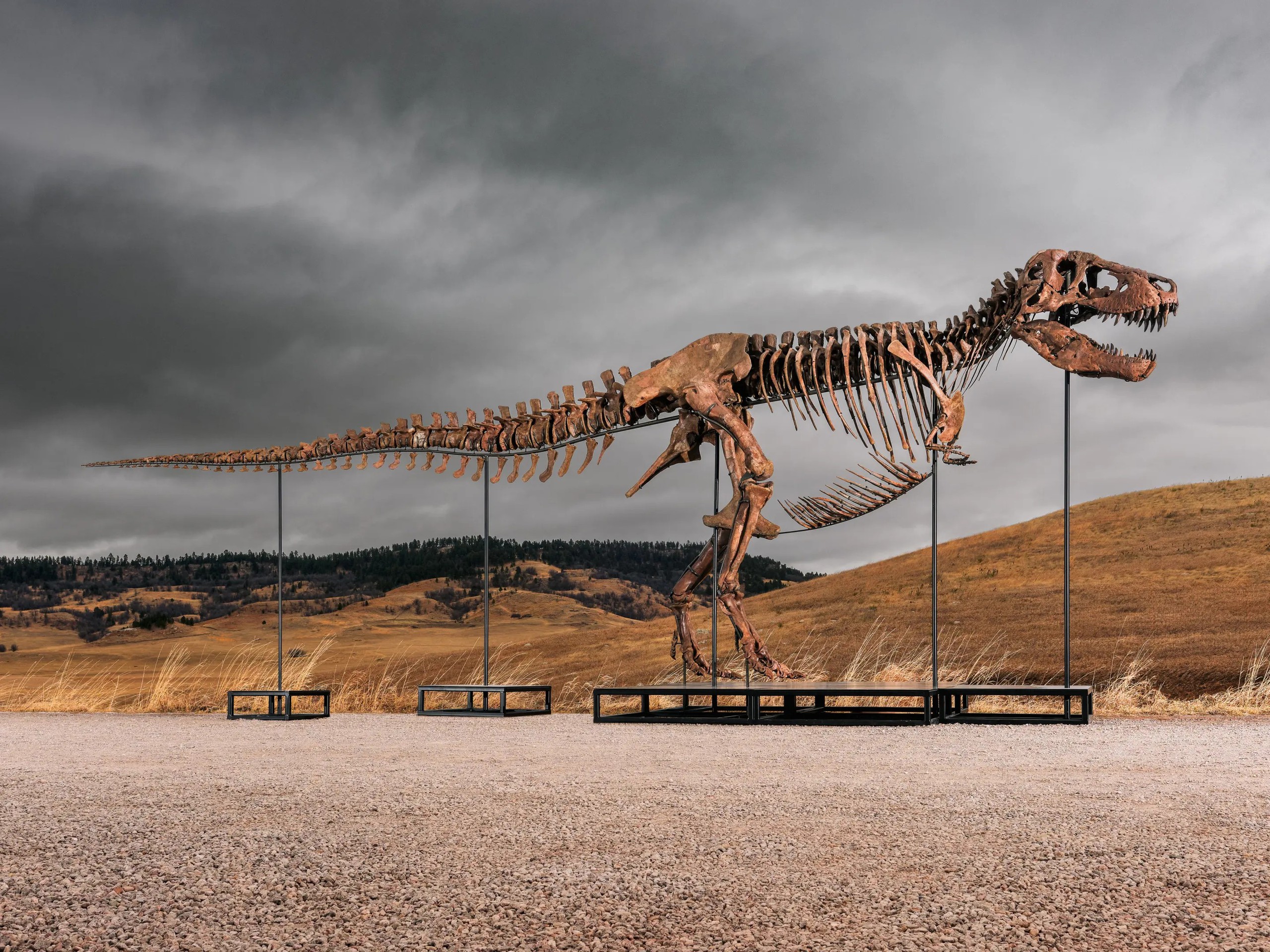 Bộ xương T-rex khổng lồ phá kỷ lục đấu giá - Ảnh 1.