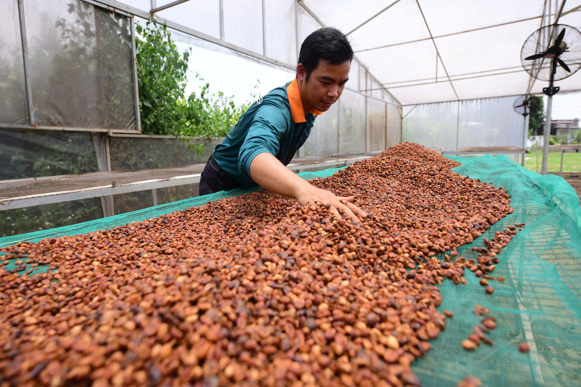Doanh nghiệp cà phê 'chạy đua' đáp ứng quy định chống phá rừng, mong sớm có hướng dẫn thống nhất - Ảnh 1.