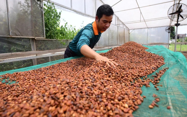 Vietnamese coffee races the clock as EU deforestation deadline looms - Ảnh 2.