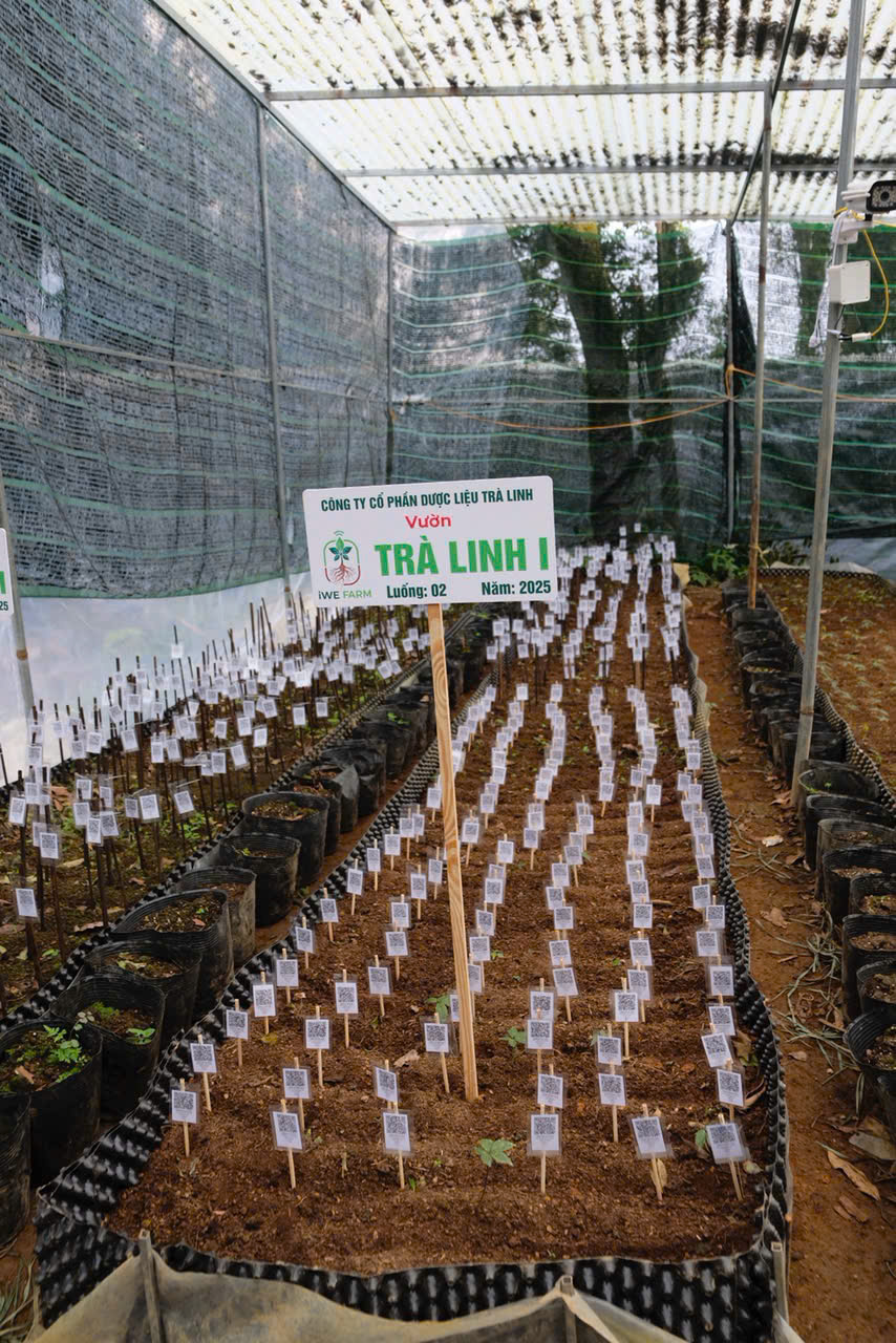 Củ tam thất mỗi ký chỉ 700 ngàn nhưng bán cả trăm triệu đồng vì cái tên 'sâm Ngọc Linh'? - Ảnh 3.
