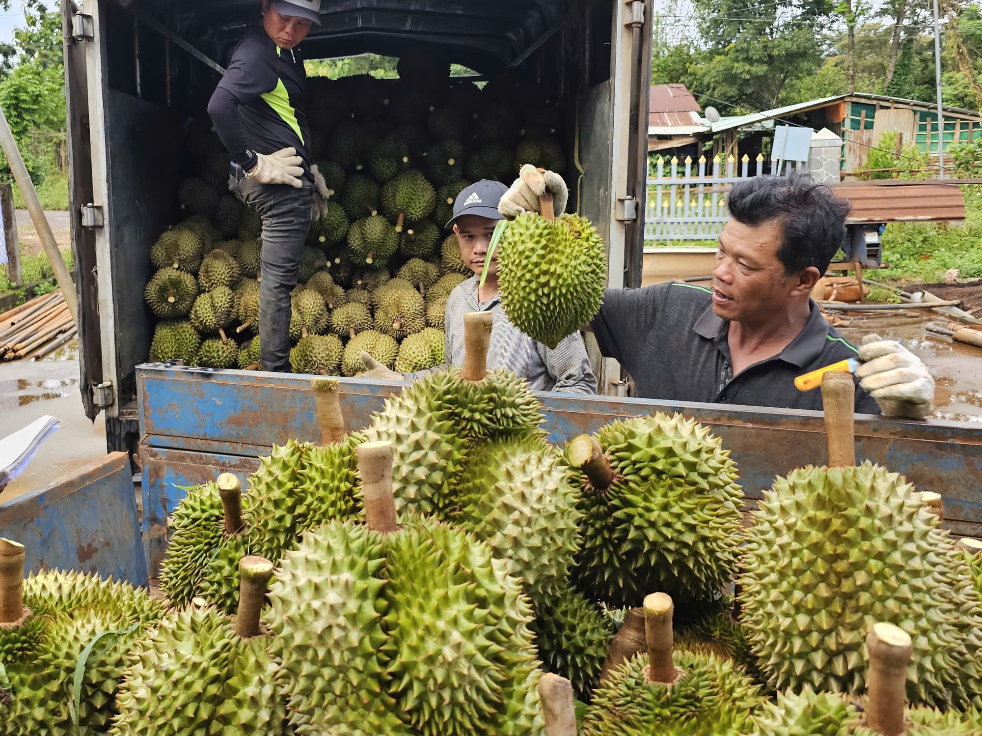 Thị trường TP.HCM 18-7: Giá cà phê bật tăng, sầu riêng khởi sắc - Ảnh 2.