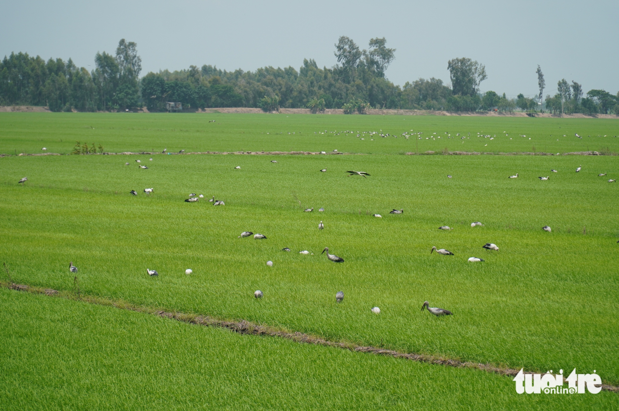 Đàn cò ốc đậu kín trên các ruộng lúa, nông dân vùng Đồng Tháp Mười vui mừng vì khỏi cần xịt thuốc diệt ốc - Ảnh 1.